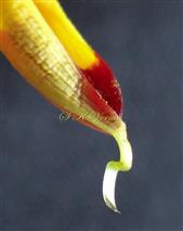  Ray floret